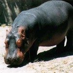 hippo02