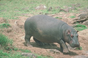 hippo11