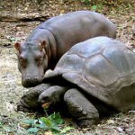tortoise_adopts_hippo